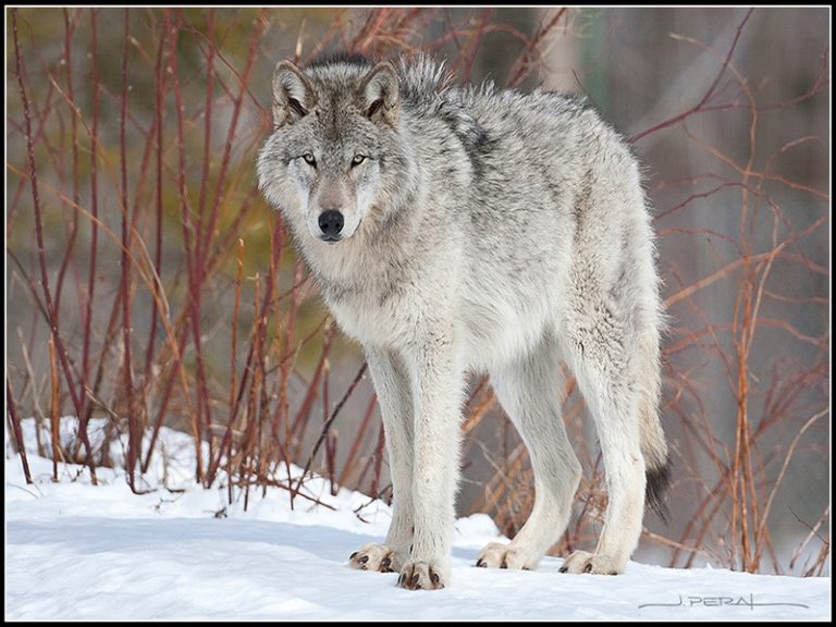 Observation du loup gris autour de l'Auberge Couleurs de France au Québec