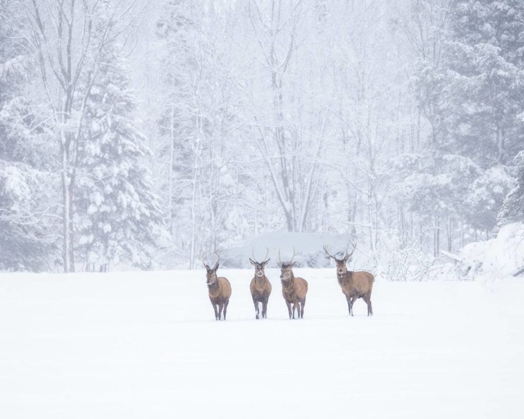 Wapitis au Parc Oméga en hiver