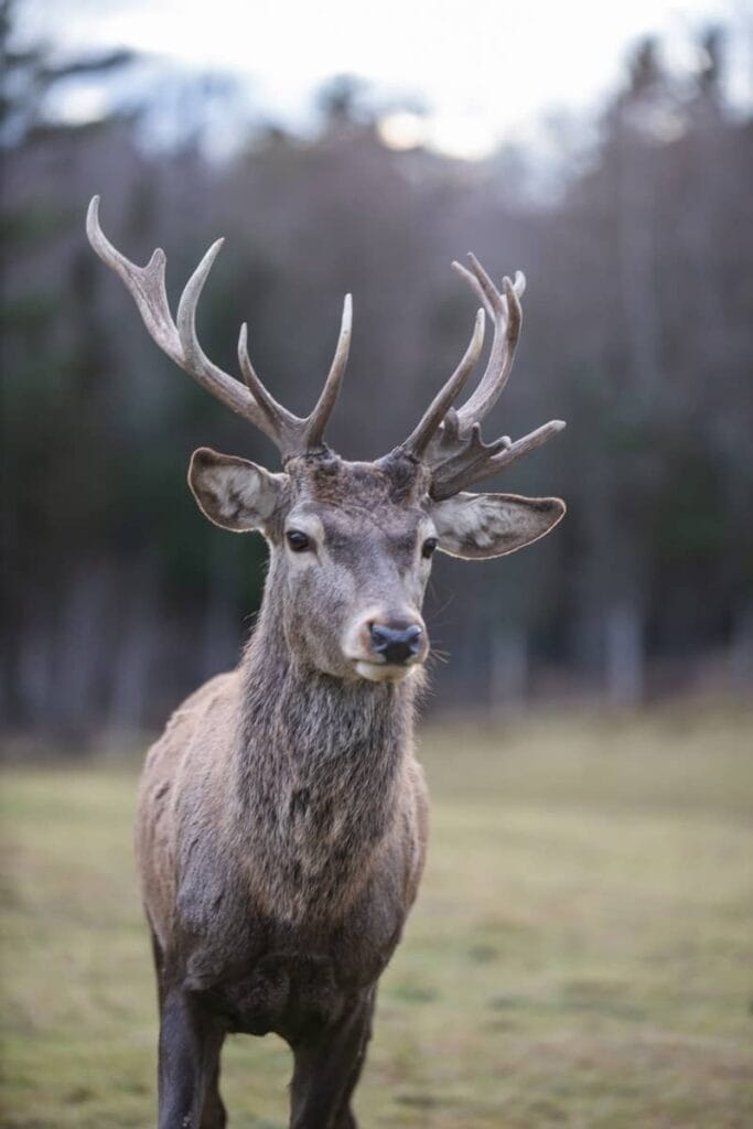 Auberge Couleurs de France : Parc Oméga