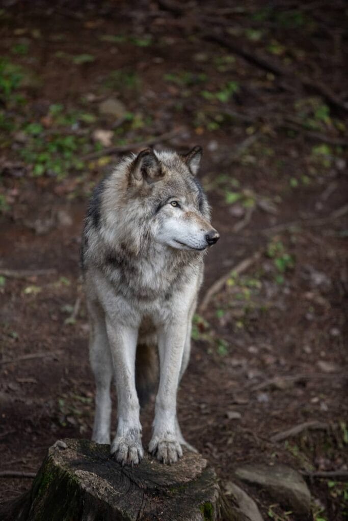 Auberge Couleurs de France : Parc Oméga