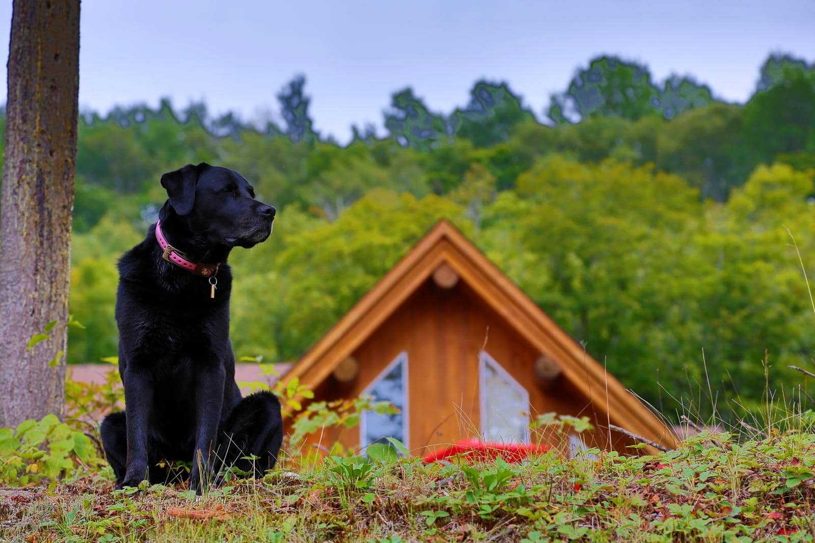 Auberge Couleurs de France - Vacances chiens admis au Wuébec